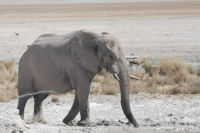 5 Day Etosha National Park Private Guided Safari Tour - Accommodation Details