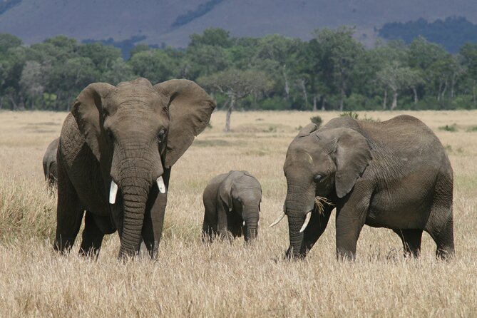 5-Day Maasai Mara Fly In Safari - Good To Know