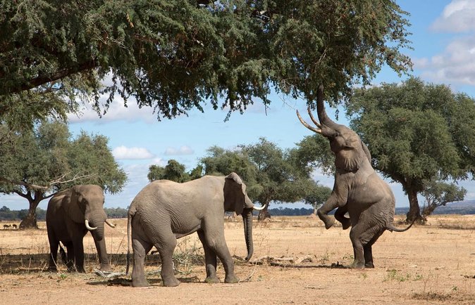 5-Day Mababe Safari - Good To Know
