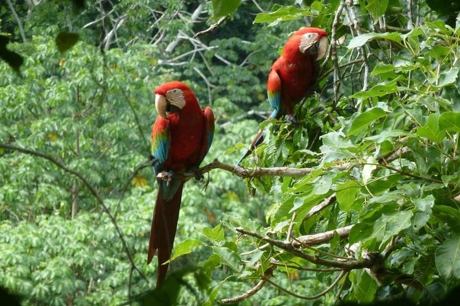 5-Day Madidi and Pampas Amazon From La Paz - Good To Know