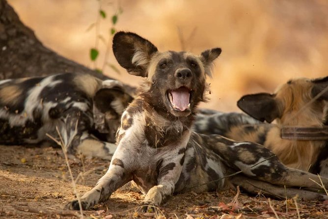 5 Day Nature Experience Mikumi and Ruaha + Ismila Stone Age+Maasai Culture - Good To Know
