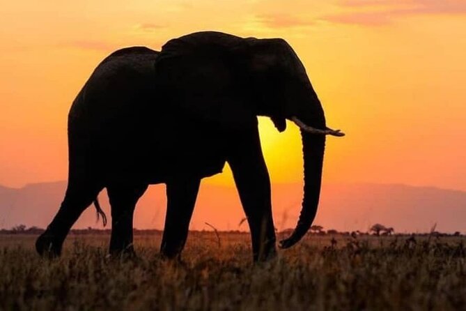5 Day Private Kidepo Valley Park Safari in Uganda - Good To Know