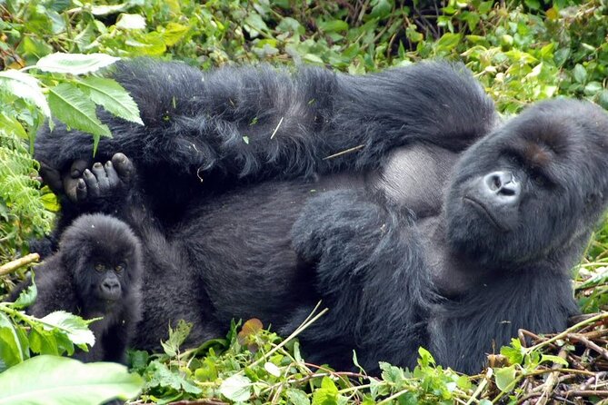 5-Day Private Tour of Kibale and Bwindi Impenetrable National Park - Good To Know