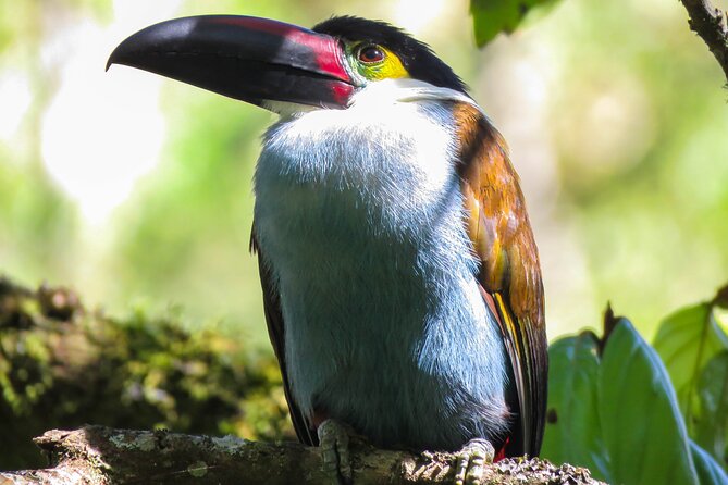 5-Days Birding: Adventure in the Central Andes of Colombia - Good To Know