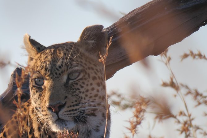 5 Days Leopard Safari - Good To Know