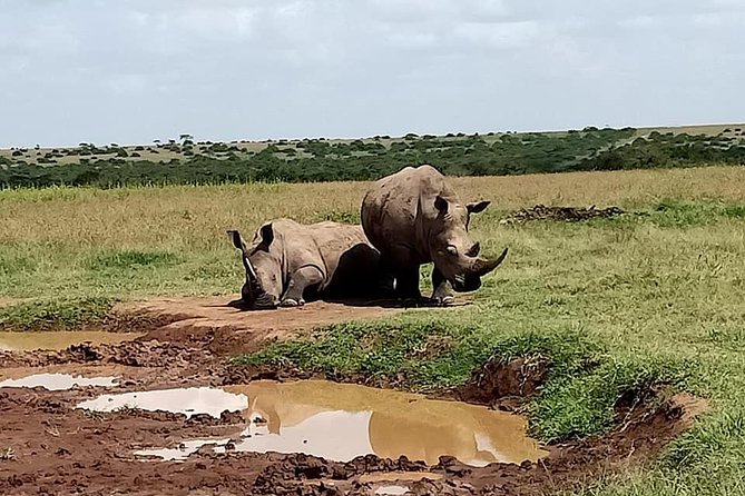 5 Days Olpejeta Conservancy & Solio Rhino Sanctuary - Good To Know