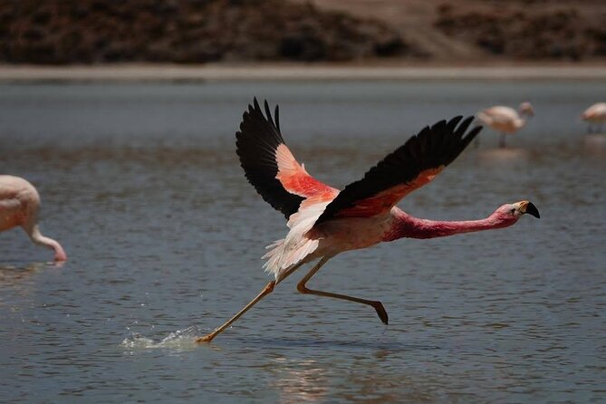 5-days Private Guided Tour in Uyuni - Good To Know