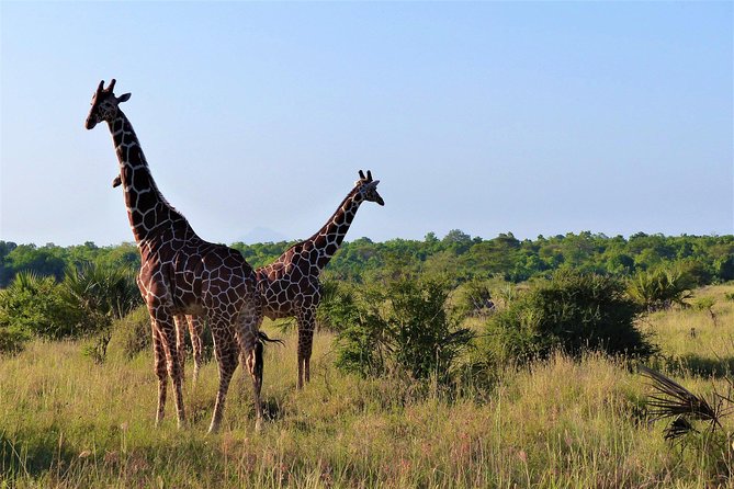 5 Days Selous & Mikumi National Park From Dar Es Salaam / Zanzibar - Good To Know