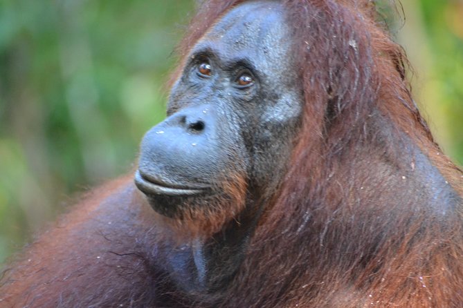 5 Days Truly Orangutan Tanjung Puting Wildlife & Dayak Arut - Good To Know