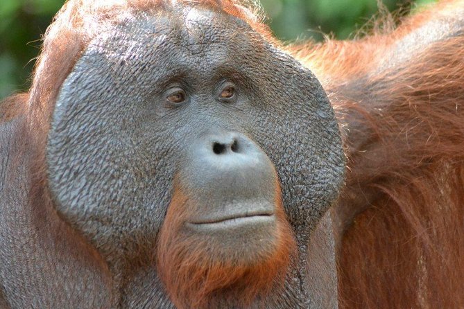 5 Days Truly Orangutan Wildlife Jungle Trail - Good To Know