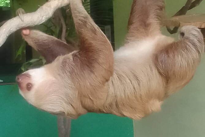 5-Hour Tour to Miraflores Locks and Sloth Sanctuary - Good To Know