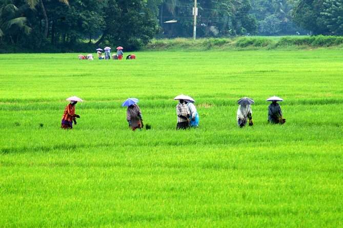 5 Nights 6 Days in Kerala Hills and Backwaters - Good To Know