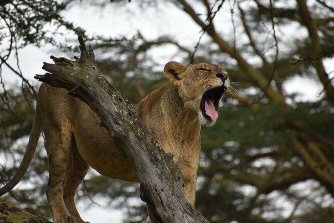 03 Days Kenya Camping Safari To Masai Mara - The Sum Up