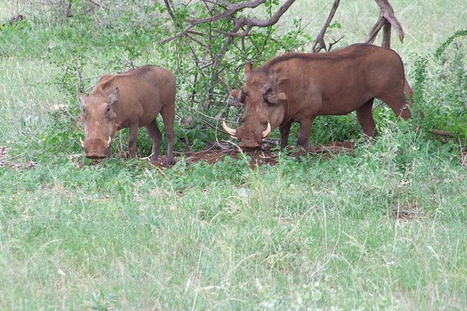 1.5 Days Shimba Hills From Diani Beach. - Price and Booking Information