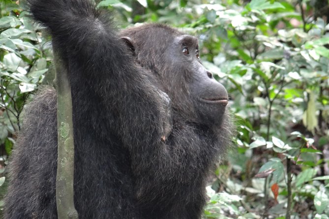 1 Day Chimpanzee Tracking in Budongo Forest and Kaniyo Pabidi - Additional Booking Information