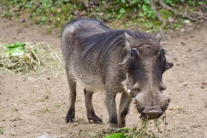 1 Day: Cycling Tour to Arusha National Park - Tour Specifics