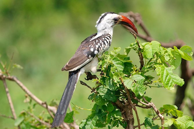 1 Day Joined Group Safari to Tarangire National Park - Additional Information and Recommendations