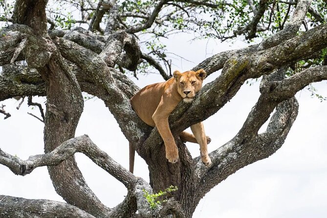 1 Day Lake Manyara Private Experience - Booking Information