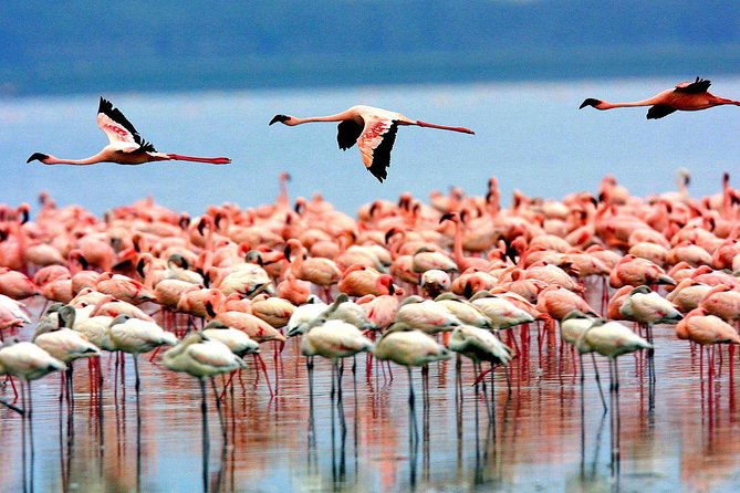 1 Day Manyara National Park - Group Size