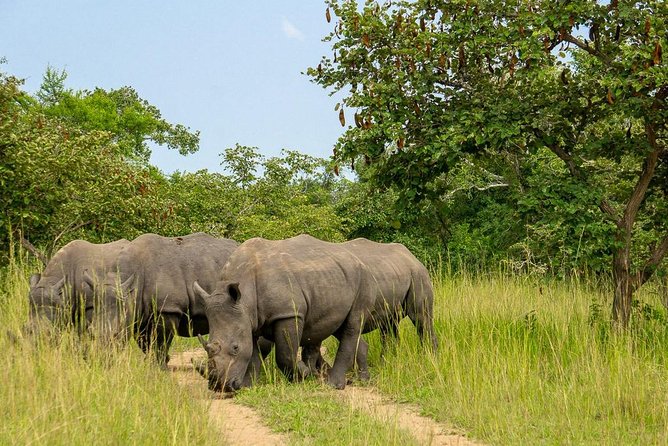 1 Day Rhino Tracking in Uganda (Ziwa Rhino Sanctuary - Cancellation Policy