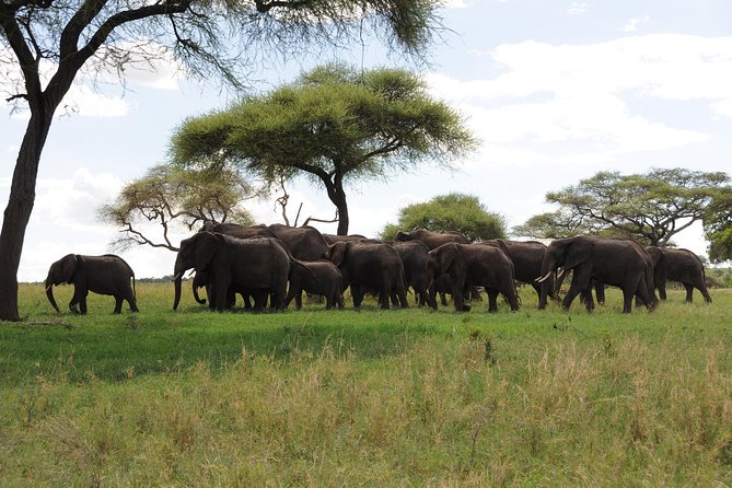 1 Day Tarangire National Park Day Tours - End Point