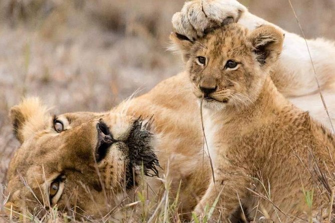 1 Day Tarangire National Park Private Safari - Transportation and Amenities