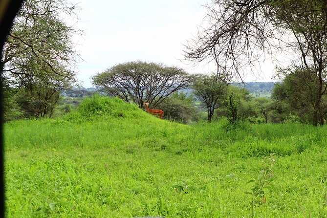1 Day Tarangire National Park - Operator Information