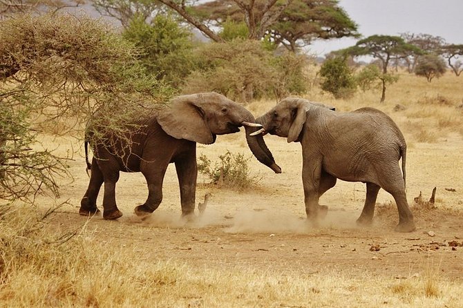 10-DAY Southern Tanzania Safari Circuit With Accommodation - Accessibility and Participant Guidelines