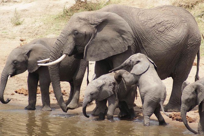 10 Days / 9 Nights Private Group Safari