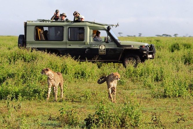 11 Days Best Tanzania Northern Circuit Luxury Wildlife Safari - Gourmet Dining Experiences