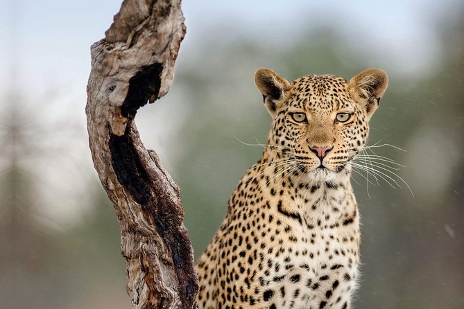 11 Days Classic Luxury Safari Tour Tanzania - Important Reminders and Expectations