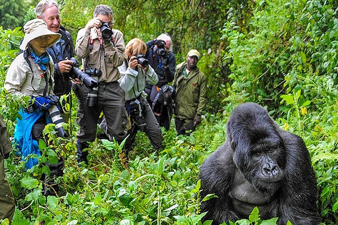 12-Day Uganda Gorillas, Chimps and Wildlife Safari