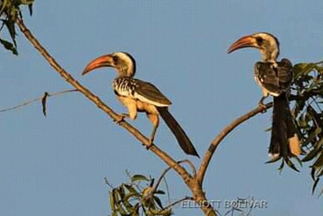 12 Days :Birding Tours in Senegal - Pricing and Guarantee