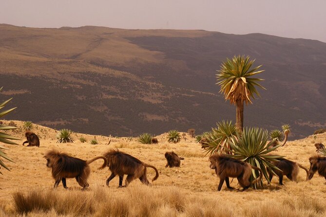 12 Days Journey to the Northern Historic Route of Ethiopia - What to Expect