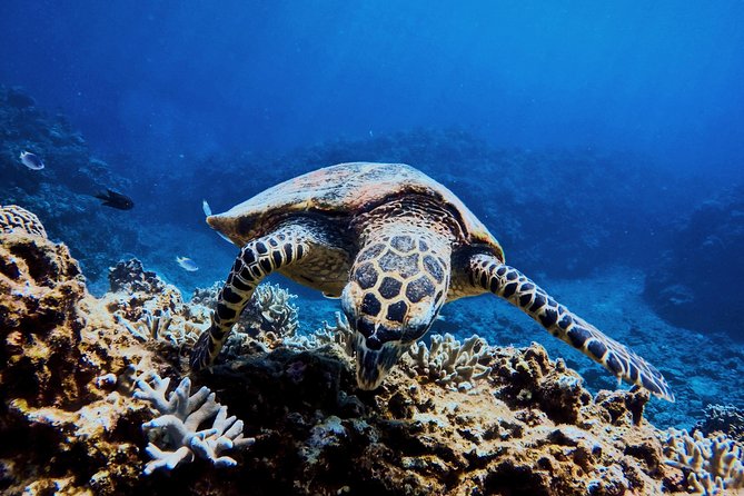 12 Days Sri Lanka Tour - Pearl of Asia - Guide Services Included