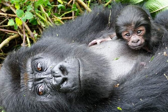 15-Day Wildlife Safari and Gorilla Trekking in Uganda - Inclusions and Logistics