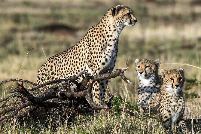 16 Days Kenya Tanzania Uganda Safari - Pricing Information