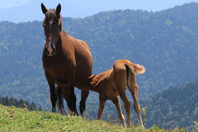 2-Day Hike in Borjomi-Kharagauli National Park - Frequently Asked Questions