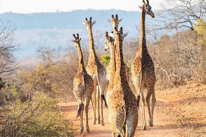 2 Day Luxury Pilanesberg Park Safari - 4* Lodge - Dining Options