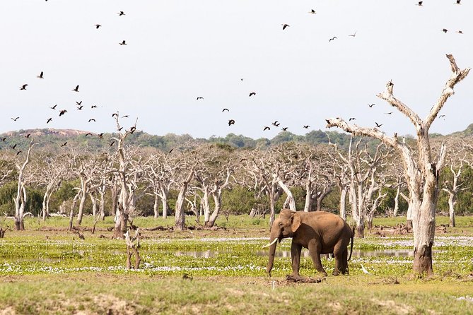 2 Day Tour To Sinharaja Rain Forest & Udawalawa From Colombo - Pricing and Group Size
