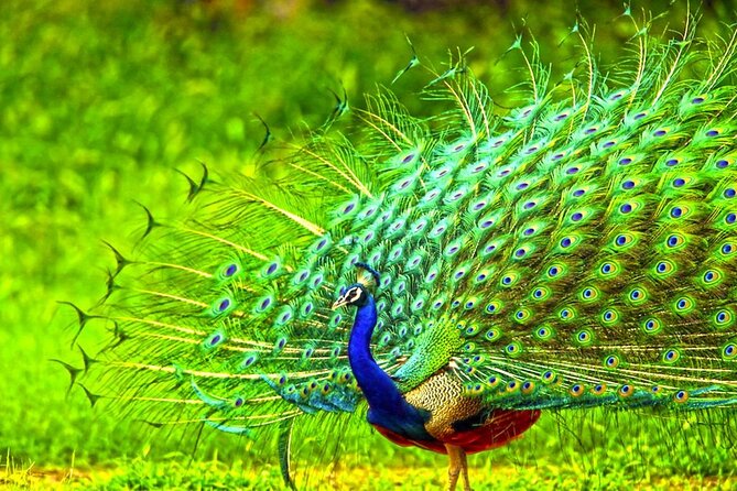 2 Day Tour To Sinharaja Rain Forest & Udawalawa From Galle - Customer Reviews