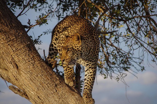 2 Days 1 Night Lake Nakuru National Park Tour - Meals and Beverages