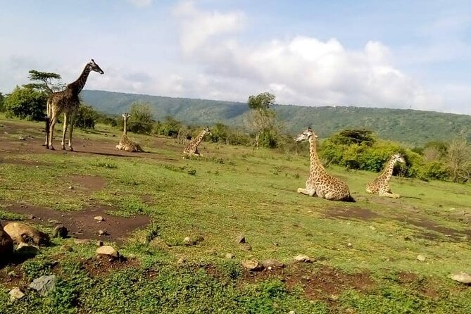 2 Days 1 Night Saltlick Taita Hills - Night Game Drive
