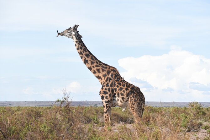 2-Days Guided Tour in Tsavo East - Booking Confirmation