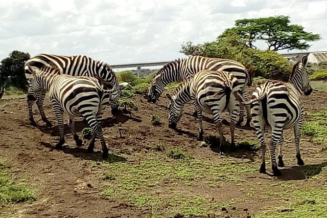 2 Days Masai Mara Budget Safaris - Cancellation Policy