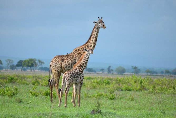 2 Days Mikumi and Udzungwa Falls National Parks From Ifakara Tanzania - Frequently Asked Questions