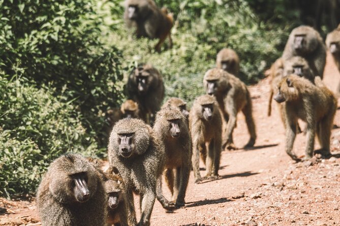 2 Days One Night Private Tour in Tarangire National Park
