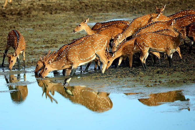 2 Days Tour to Galle & Yala National Park From Negombo - Tour Inclusions