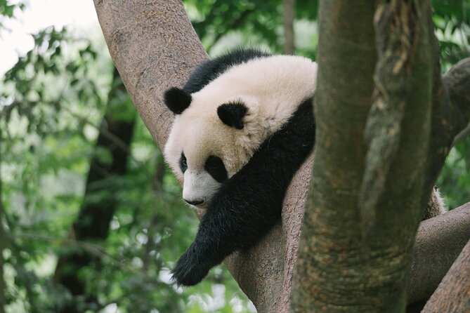2 Days Tour To Mt. Siguniang and Wolong Panda Base - Important Notes