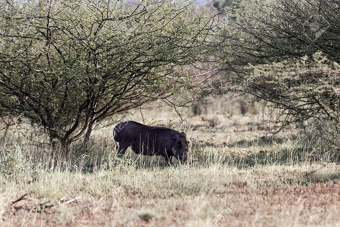 2 Days Wildlife Safari to Awash National Park - Meals Included